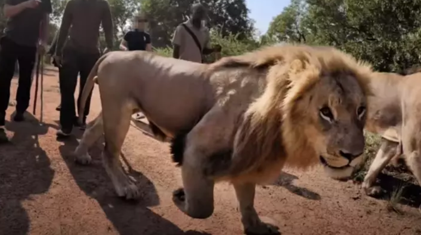 12 bin aslan, turistler tarafından avlanmak üzere esaret altında tutuluyor