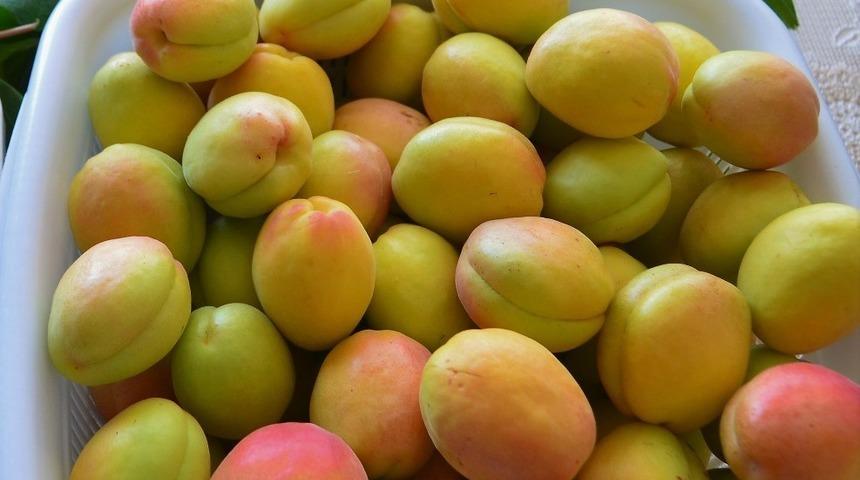 Başkan Yıldız’dan Cumhurbaşkanı Erdoğan’a kayısı