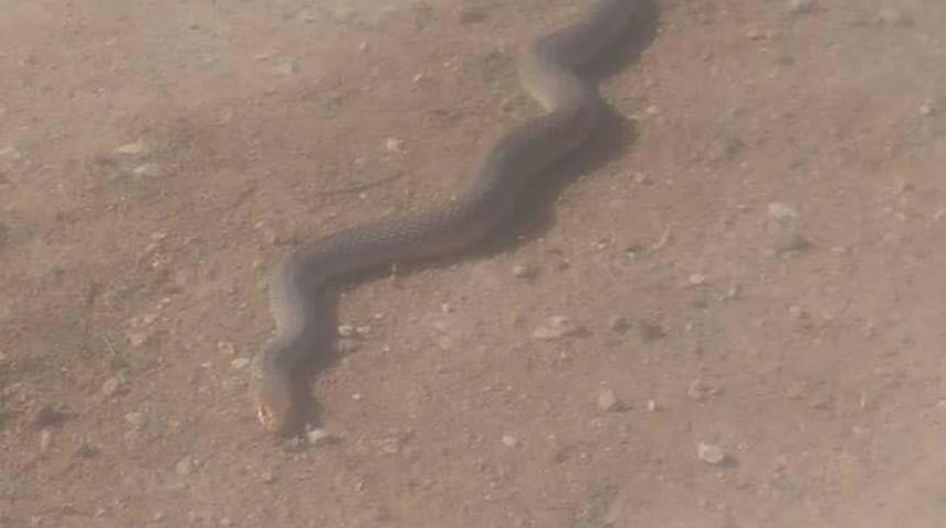 Boyları 2 metreyi aşıyor! Vatandaşlar tedirgin