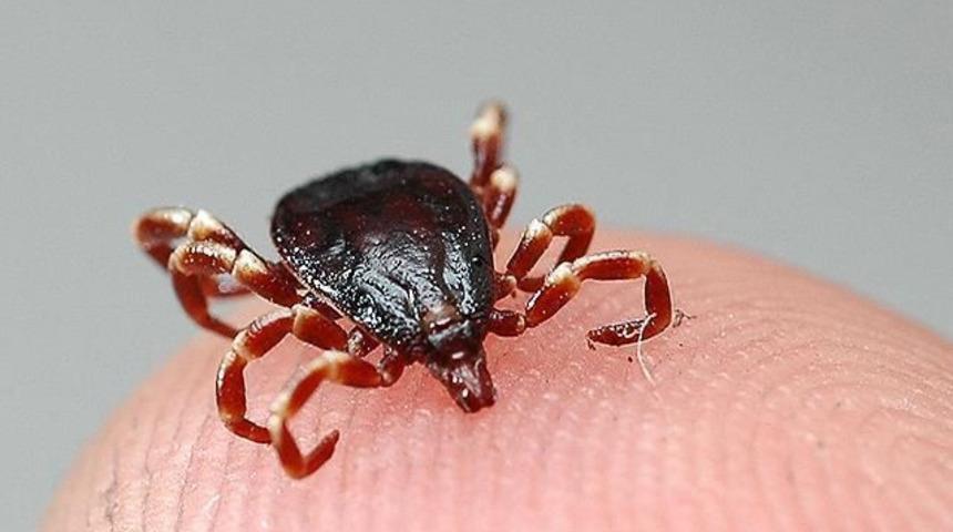 KKKA vaka sayısı 492'ye ulaştı, 18 kişi hayatını kaybetti