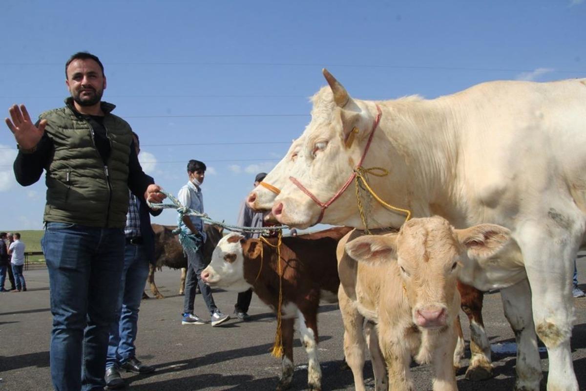 Canlı Hayvan Pazarı hizmet vermeye başladı