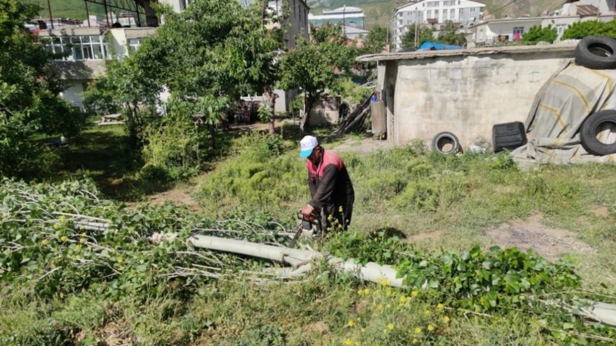 Tatvan&rsquo;da polen ve pamuk&ccedil;uk &uuml;reten kavak ağa&ccedil;ları kesiliyor