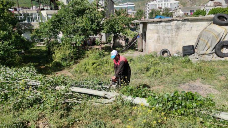 Tatvan’da polen ve pamukçuk üreten kavak ağaçları kesiliyor G1