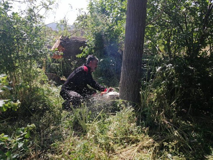Tatvan’da polen ve pamukçuk üreten kavak ağaçları kesiliyor G2