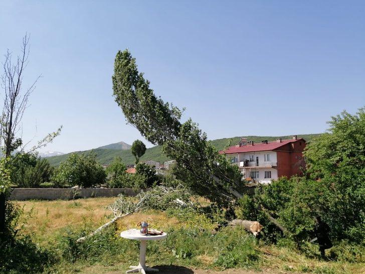 Tatvan’da polen ve pamukçuk üreten kavak ağaçları kesiliyor G2