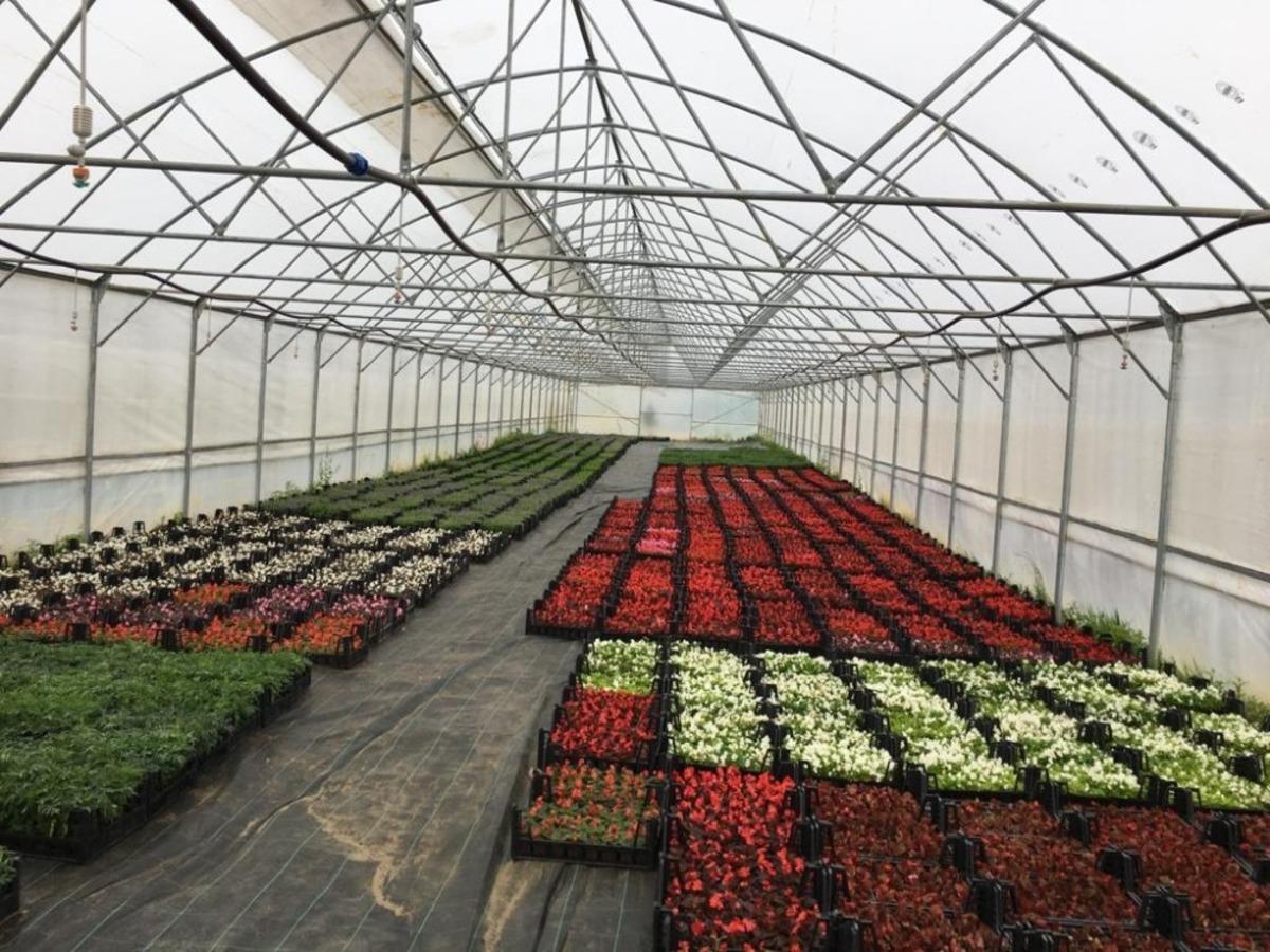 S&uuml;s bitkileri gelir kapısı oldu