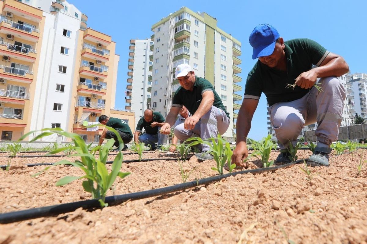Mısırlar, y&uuml;ksek binalar arasında boy vermeye başladı