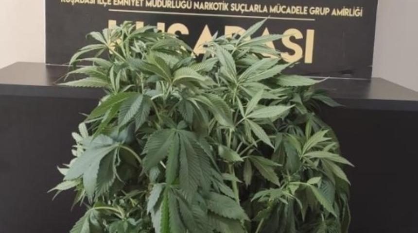 Kuşadası&rsquo;nda yatak odasında hint keneviri yetiştiren ş&uuml;pheli g&ouml;zaltına alındı