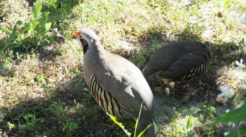 Kuşlar y&uuml;z&uuml;nden hasta oldu, ancak kuş beslemekten vazge&ccedil;medi