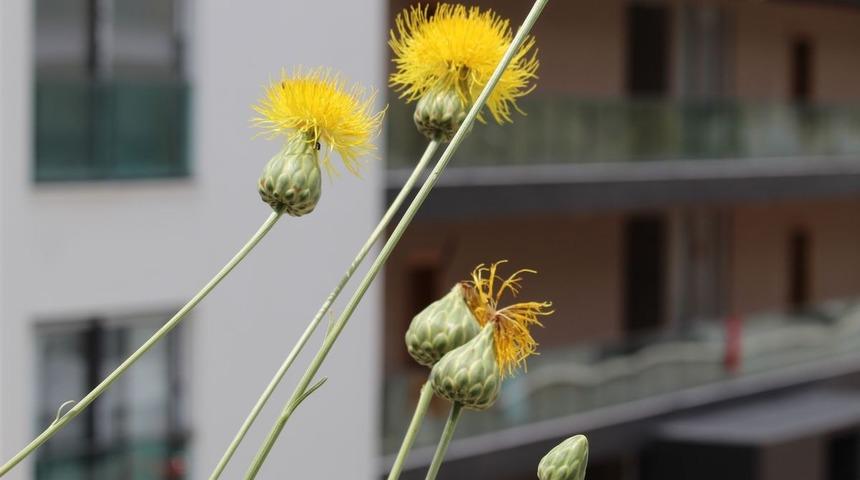 Yok olma riski taşıyor! Endemik bitki Tülüşah'ın yetiştiği yeni bir bölge bulundu