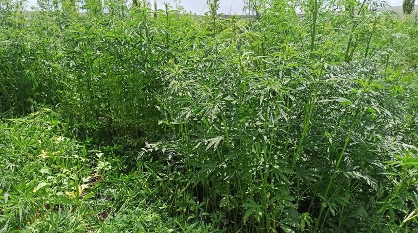 Kars&rsquo;ta jandarma 28 bin 600 adet kenevir ele ge&ccedil;irdi