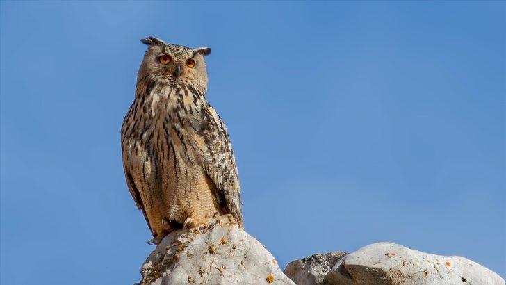 Puhu kuşunun yuva yaptığı fark edilince... Çalışmalar durduruldu! G1