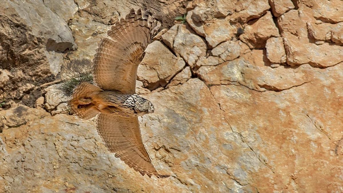 Puhu kuşunun yuva yaptığı fark edilince... &Ccedil;alışmalar durduruldu!