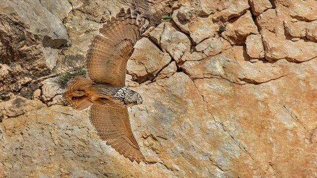 Puhu kuşunun yuva yaptığı fark edilince... Çalışmalar durduruldu!