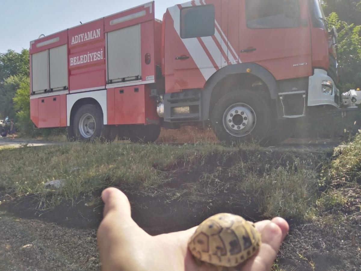 Yavru kaplumbağa yanmaktan son anda kurtarıldı