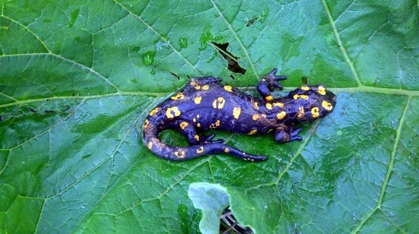 Kemaliye&rsquo;de benekli Anadolu semenderleri g&ouml;r&uuml;nt&uuml;lendi