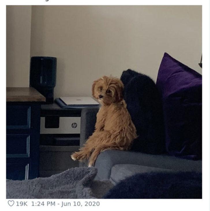  Köpeğin duruşunu paylaştı, gördüğü ilgiye kendisi bile şaşırdı! G1