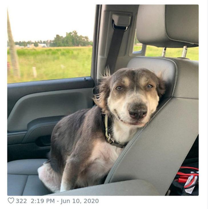  Köpeğin duruşunu paylaştı, gördüğü ilgiye kendisi bile şaşırdı! G2