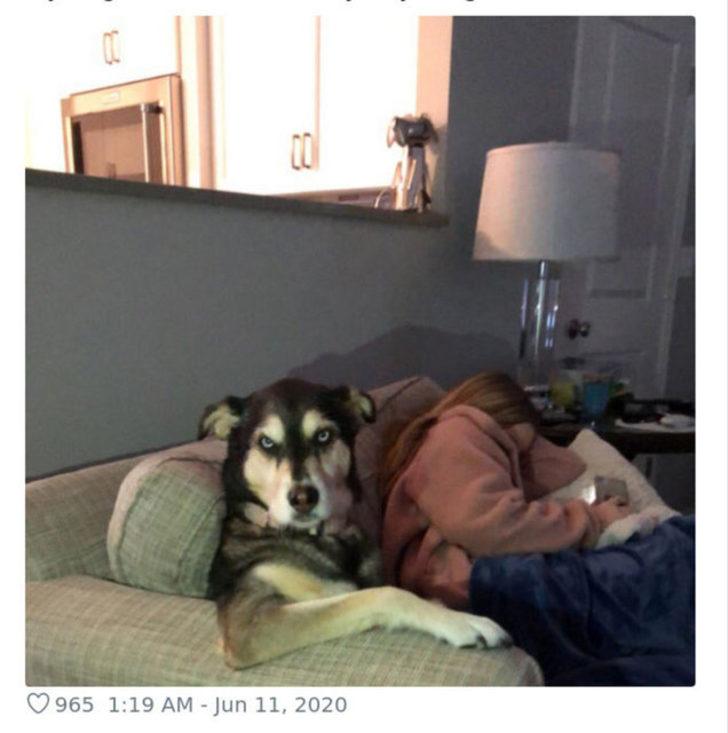  Köpeğin duruşunu paylaştı, gördüğü ilgiye kendisi bile şaşırdı! G3