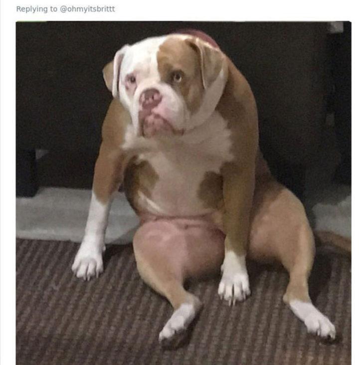  Köpeğin duruşunu paylaştı, gördüğü ilgiye kendisi bile şaşırdı! G4