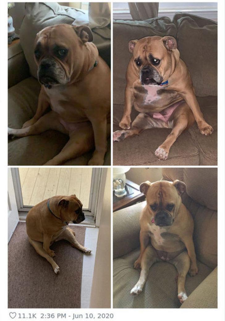  Köpeğin duruşunu paylaştı, gördüğü ilgiye kendisi bile şaşırdı! G5