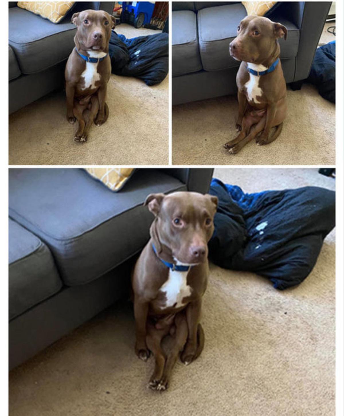  K&ouml;peğin duruşunu paylaştı, g&ouml;rd&uuml;ğ&uuml; ilgiye kendisi bile şaşırdı!