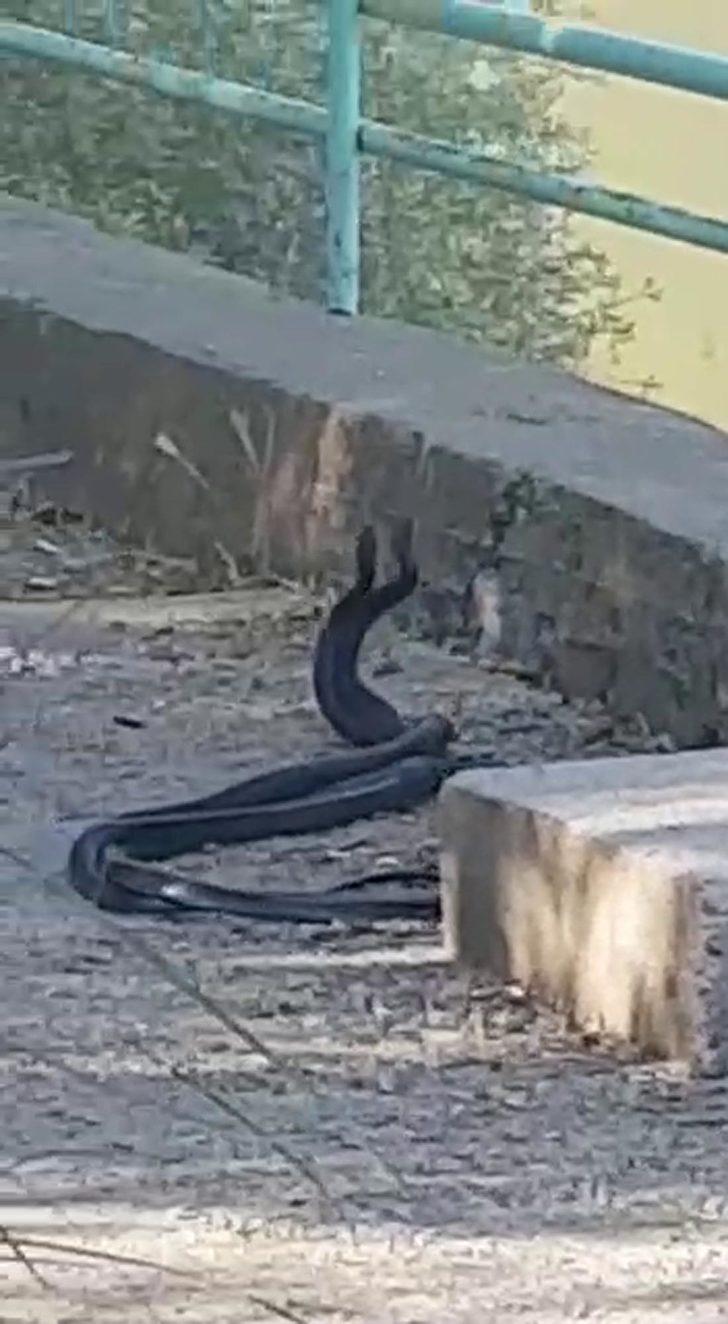 Mesire alanında yılanların çiftleşme dansı böyle görüntülendi G1