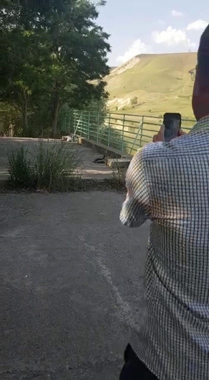 Mesire alanında yılanların çiftleşme dansı böyle görüntülendi G2