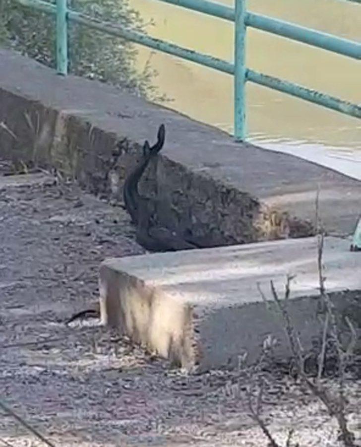 Mesire alanında yılanların çiftleşme dansı böyle görüntülendi G3
