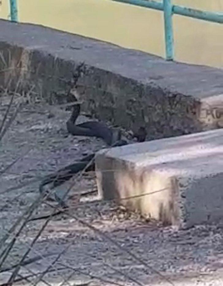 Mesire alanında yılanların çiftleşme dansı böyle görüntülendi G4
