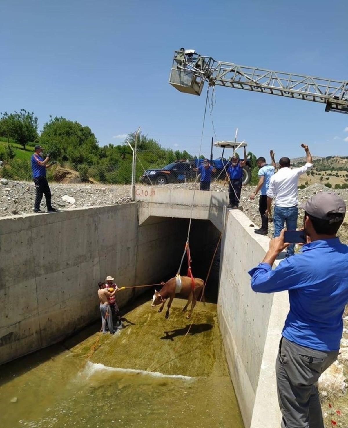 Su kanalına d&uuml;şen inek kurtarıldı