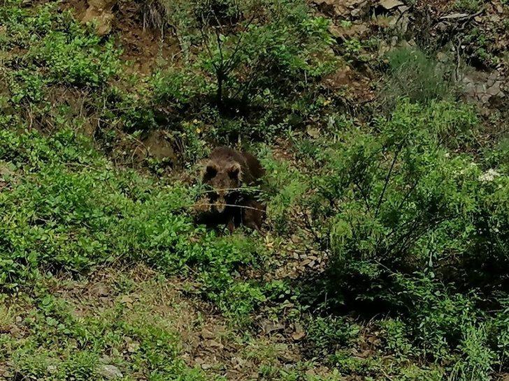 Yolda gördüğü ayıyı öpücükle çağırdı G1
