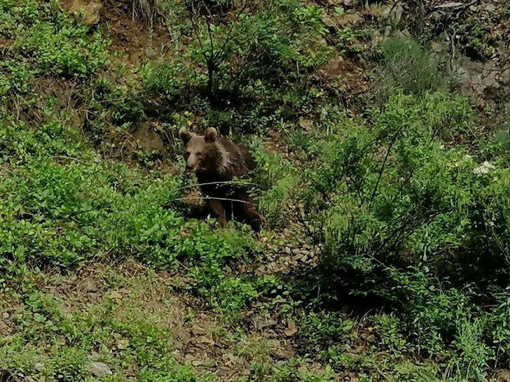 Yolda gördüğü ayıyı öpücükle çağırdı G2