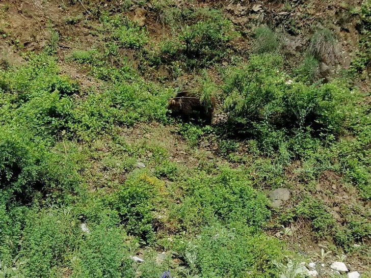 Yolda gördüğü ayıyı öpücükle çağırdı G3