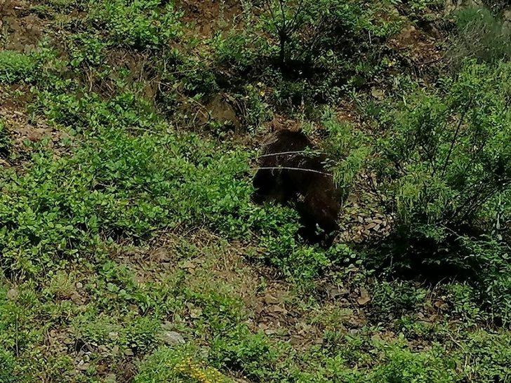 Yolda gördüğü ayıyı öpücükle çağırdı G4