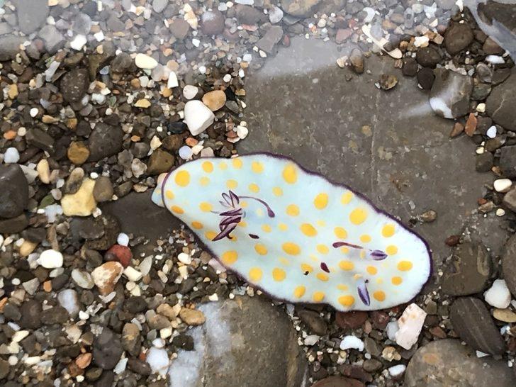 İnsanlık tarihinde ilk ve tek: Akdeniz tropikleşiyor! G1