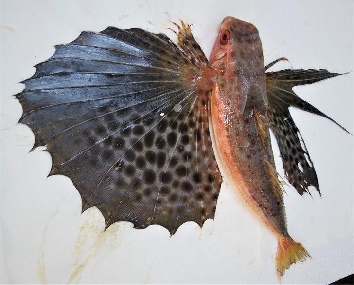 İnsanlık tarihinde ilk ve tek: Akdeniz tropikleşiyor! G2