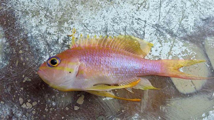 İnsanlık tarihinde ilk ve tek: Akdeniz tropikleşiyor! G4