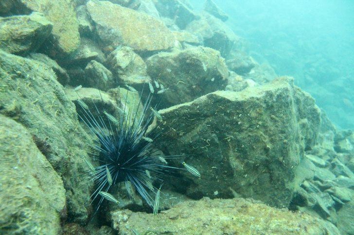 İnsanlık tarihinde ilk ve tek: Akdeniz tropikleşiyor! G5