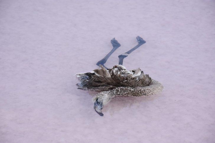 Tuz Gölü’nde korkutan manzara! Yüzlerce flamingo ölü halde bulundu G1