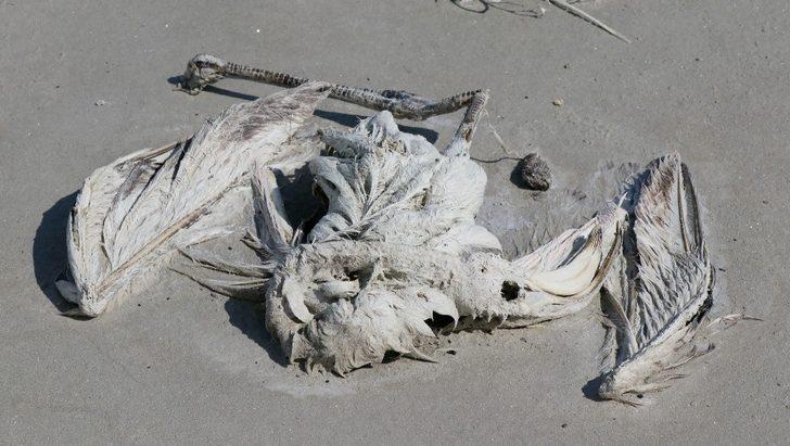 Tuz Gölü’nde korkutan manzara! Yüzlerce flamingo ölü halde bulundu G3