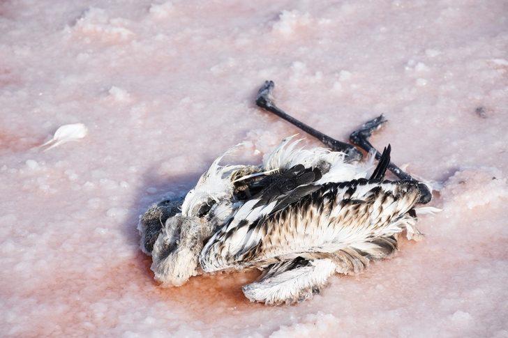 Tuz Gölü’nde korkutan manzara! Yüzlerce flamingo ölü halde bulundu G4