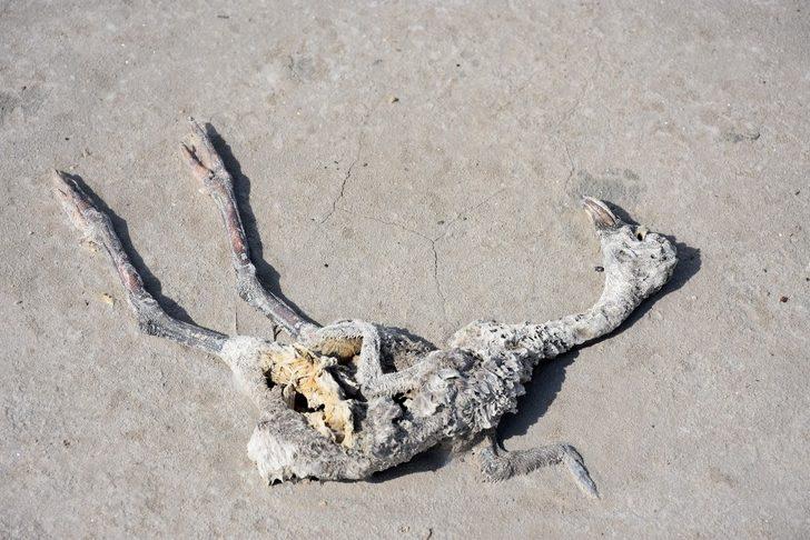 Tuz Gölü’nde korkutan manzara! Yüzlerce flamingo ölü halde bulundu G5