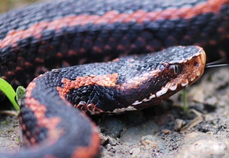 Yılanların son dönemde sıkça görülmesinin sebebini açıklandı G3