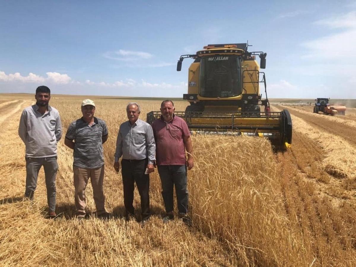 Kulu&rsquo;da arpa hasadı başladı