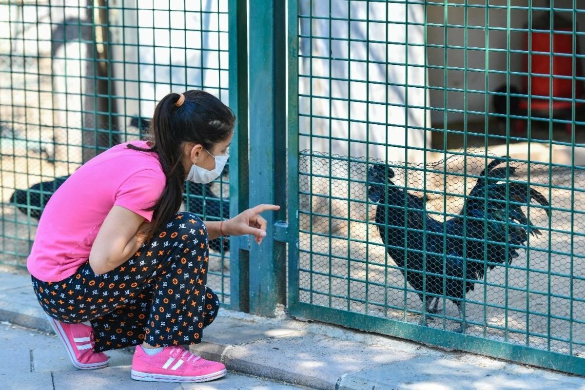 Sincan Hayvanat Bah&ccedil;esi ziyaret&ccedil;ilerini bekliyor