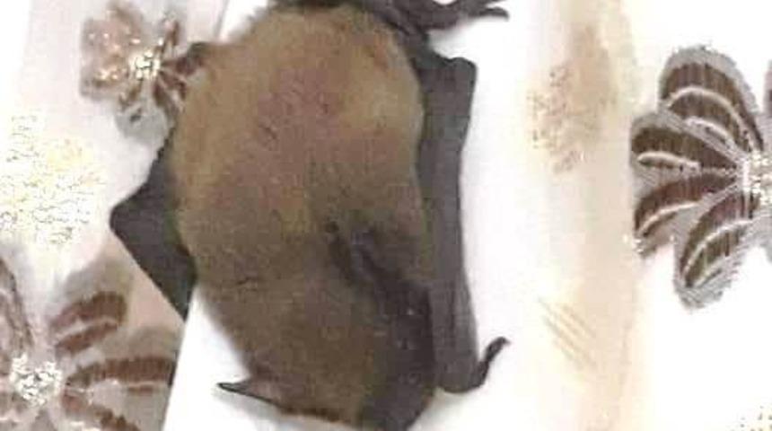 Eve giren yarasa korkuya neden oldu