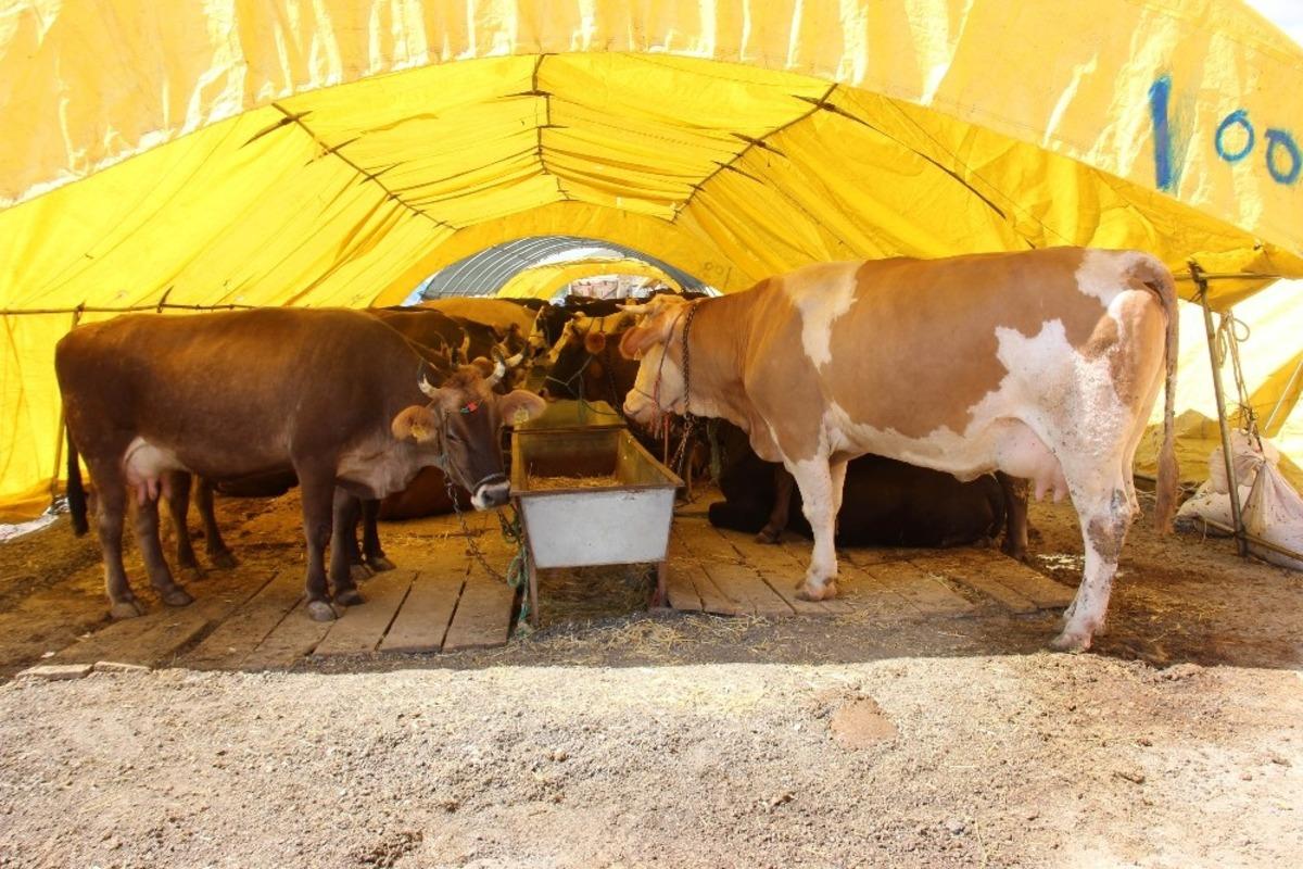 &Ccedil;ankaya&rsquo;da kurban satış alanı i&ccedil;in başvurular 18 Haziran&rsquo;da başlıyor