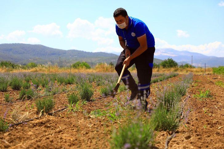 Büyükşehir’den üreticiye 32 bin 500 adet Aromatik bitki fidanı G2