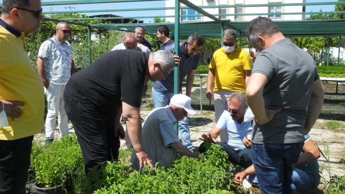 Adıyaman&rsquo;da şeker otu t&uuml;t&uuml;ne alternatif olacak